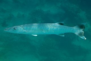 Sphyraena barracuda - Großer Barrakuda